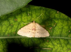 Idaea ptyonopoda
