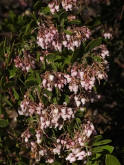 Arctostaphylos densiflora