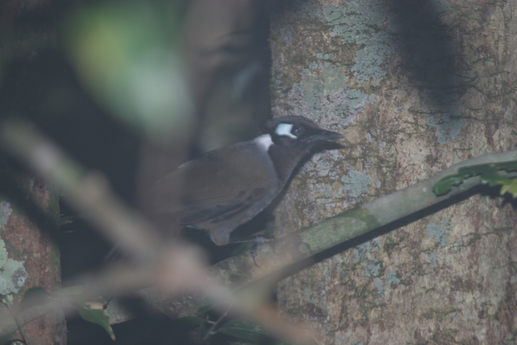 Cambodian Laughingthrush