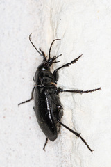 Calosoma macrum