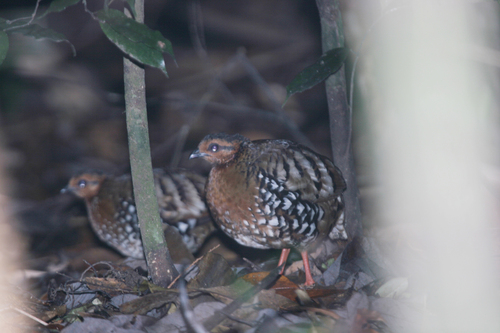 Chestnut-headed Partridge (Arborophila cambodiana)