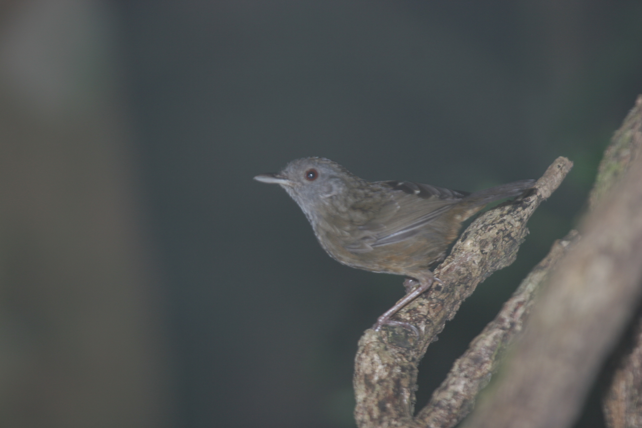 Streaked Wren-Babbler