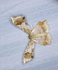 Krananda oliveomarginata