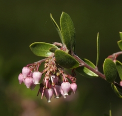 Arctostaphylos densiflora