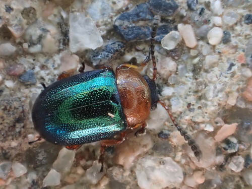 Knotweed Leaf Beetle, photo 3 of 10