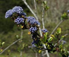 Ceanothus gloriosus exaltatus