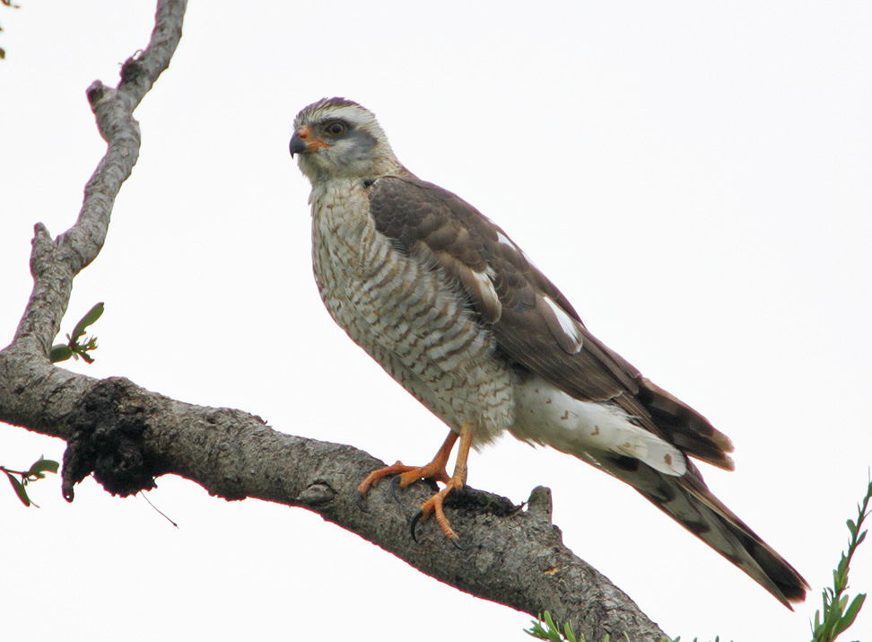 Ovambo Sparrowhawk photo