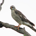 Ovambo Sparrowhawk - Photo (c) Steve Garvie, some rights reserved (CC BY-NC-SA)