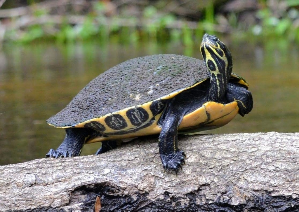 Suwannee Cooter (Imperiled/Rare Species of Citrus County ) · iNaturalist