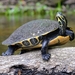 Suwannee Cooter - Photo (c) uconnbirdfish, some rights reserved (CC BY-NC-ND)