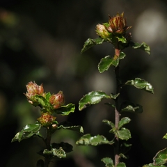 Ceanothus foliosus vineatus