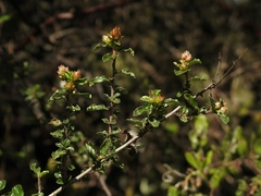 Ceanothus foliosus vineatus