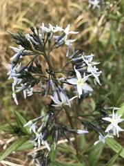 Amsonia