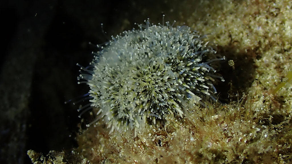 Nudechinus scotiopremnus