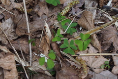 Oxalis griffithii