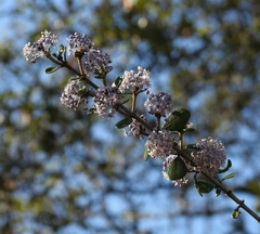 Ceanothus cuneatus ramulosus