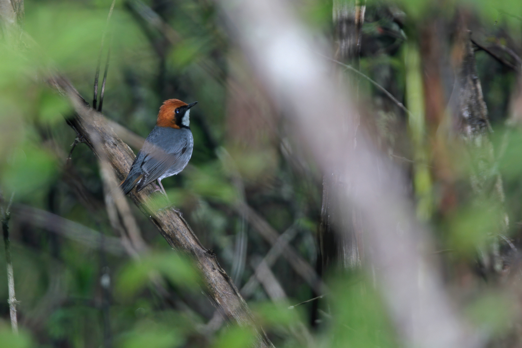 Rufous-headed Robin (Larvivora ruficeps) photo