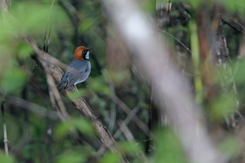 Rufous-headed Robin (Larvivora ruficeps), photo 1