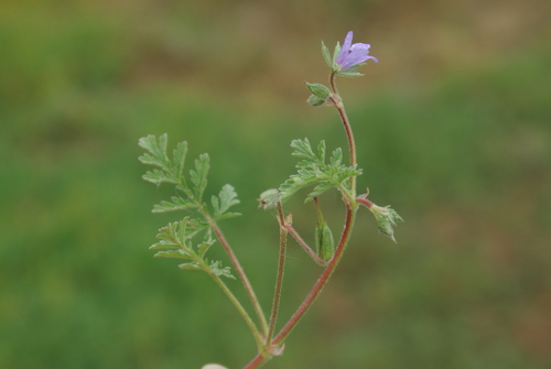 Erodium stephanianum iNat (2)