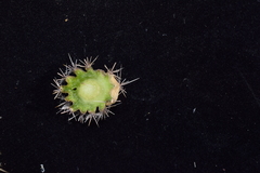Corryocactus apiciflorus, photograph author not stated, no rights reserved