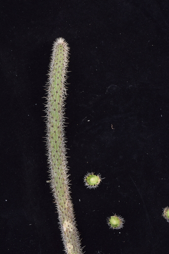 Corryocactus apiciflorus, photograph 3