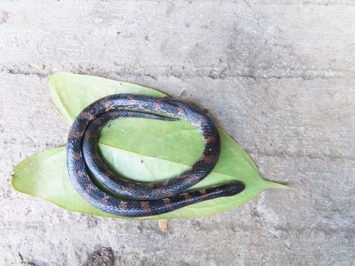Atractus atratus