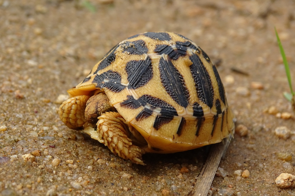 Indian Star Tortoise In November 2023 By Rebecca Hill · Inaturalist