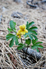 Viola lobata