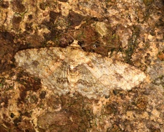 Microcalicha