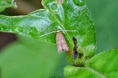 Lecitholaxa thiodora