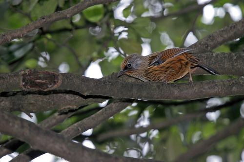 Streaked Barwing (Actinodura souliei), photo 4