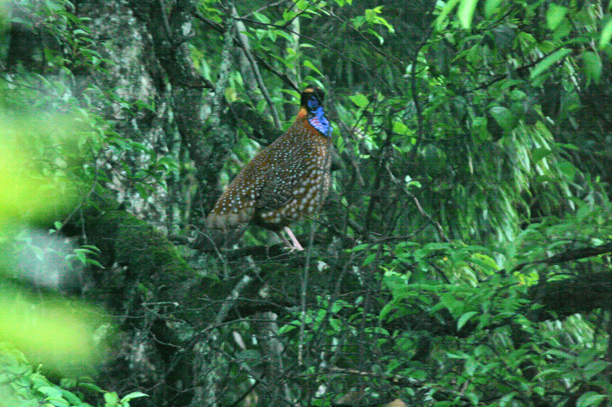 Temminck's Tragopan