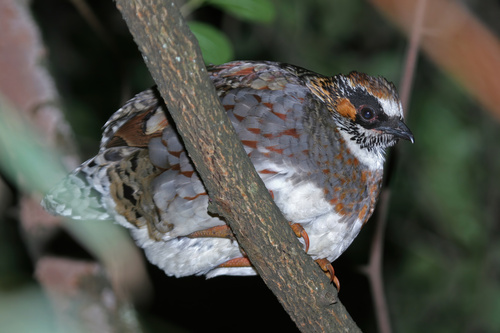Sichuan Partridge (Arborophila rufipectus), photo 10