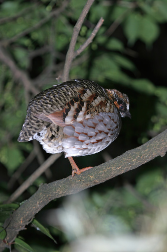 Sichuan Partridge (Arborophila rufipectus), photo 4