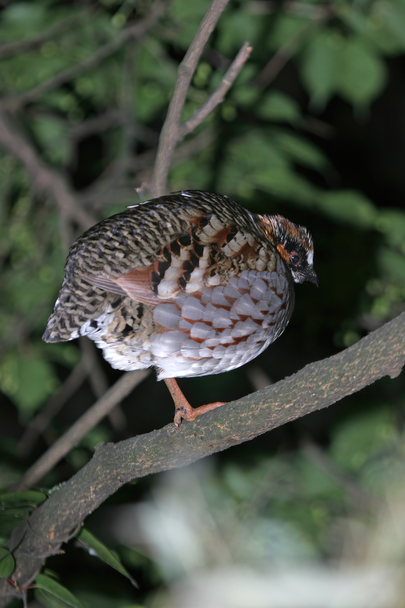 Sichuan Partridge