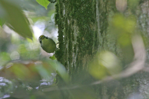Golden-fronted Fulvetta (Schoeniparus variegaticeps), photo 3