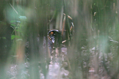 Sichuan Partridge (Arborophila rufipectus), photo 5