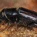 Southern Pine Beetle - Photo (c) ophis, some rights reserved (CC BY-NC), uploaded by ophis