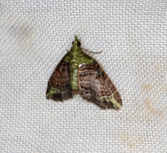 Eupithecia chlorophora