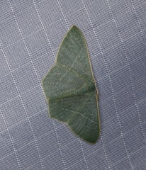 Pelagodes antiquadraria