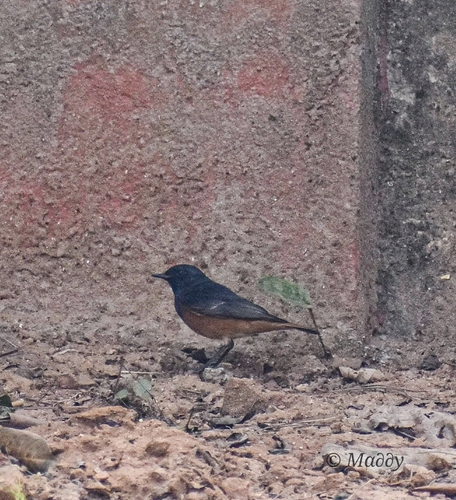 Black Redstart