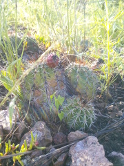Echinocereus stolonifer tayopensis
