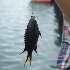 Freshwater Damselfish photo 3