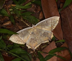 Thinopteryx nebulosa