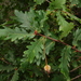 Quercus orocantabrica - Photo (c) josecosta1, osa oikeuksista pidätetään (CC BY-NC)