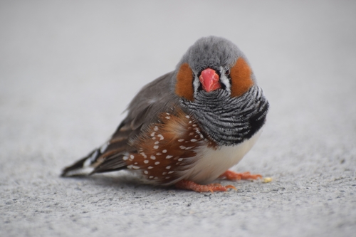 Diamant mandarin