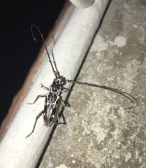 Elaphidion irroratum