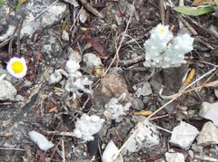 Thymophylla micropoides