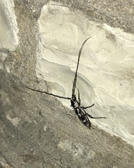Elaphidion irroratum