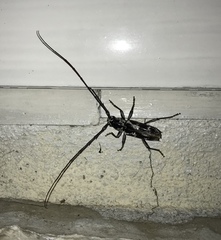 Elaphidion irroratum